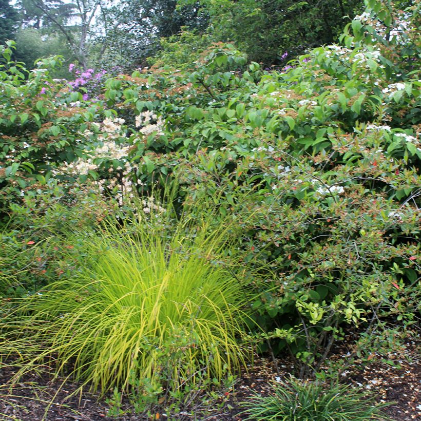 Carex elata Aurea - Steife Segge (Hafen)