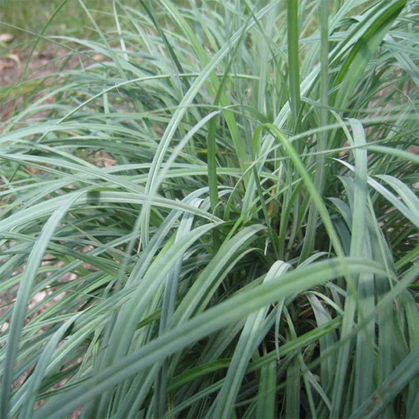 Carex flacca - Blaugrüne Segge (Laub)