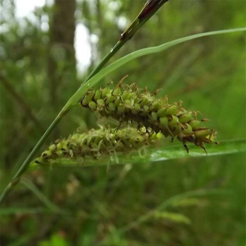 Carex flacca - Blaugrüne Segge (Blüte)