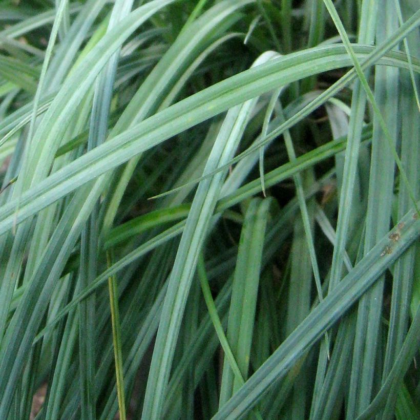 Carex flacca Blue Zinger - Blaugrüne Segge (Laub)