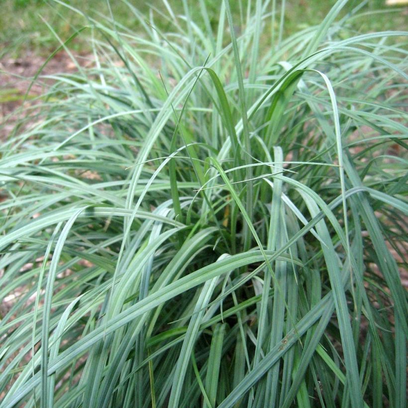 Carex flacca Blue Zinger - Blaugrüne Segge (Hafen)