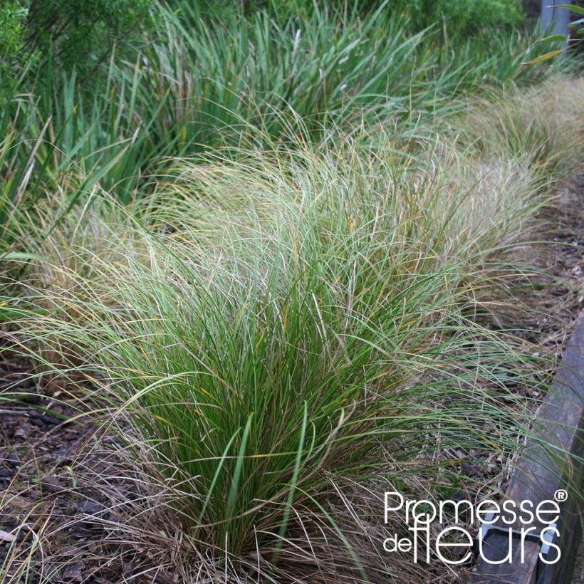 Carex flagellifera Kiwi - Peitschentragende Segge (Hafen)