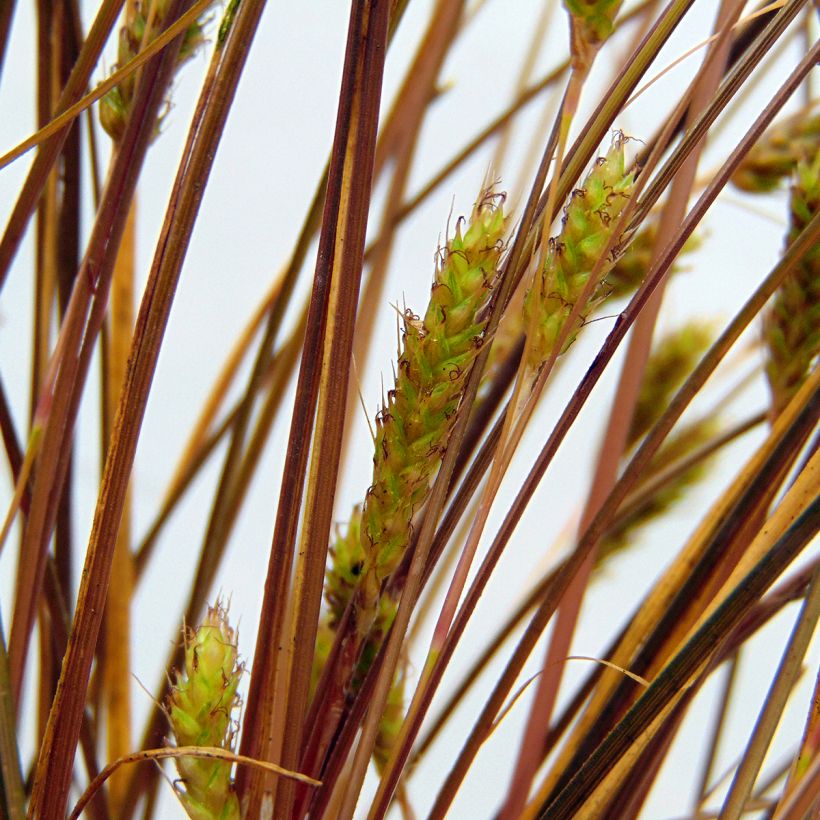 Carex flagellifera - Peitschentragende Segge (Blüte)