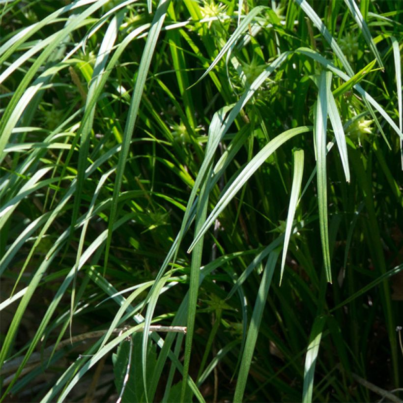 Carex grayi - Morgenstern-Segge (Laub)