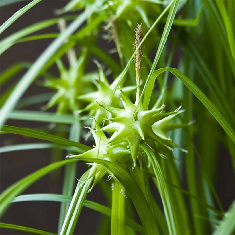 Carex grayi - Morgenstern-Segge (Blüte)