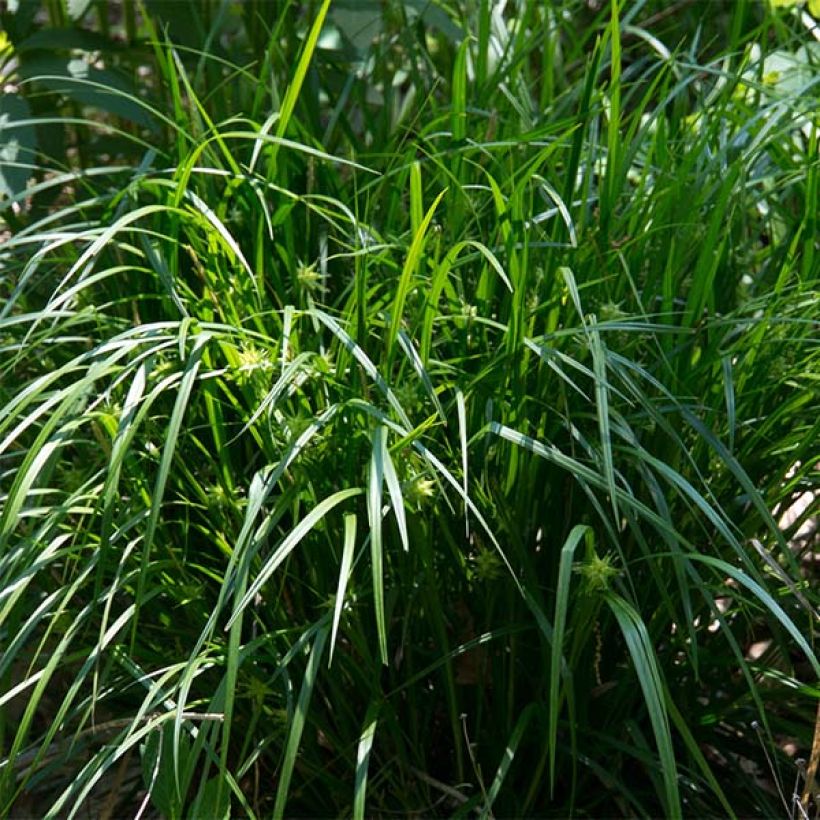 Carex grayi - Morgenstern-Segge (Hafen)