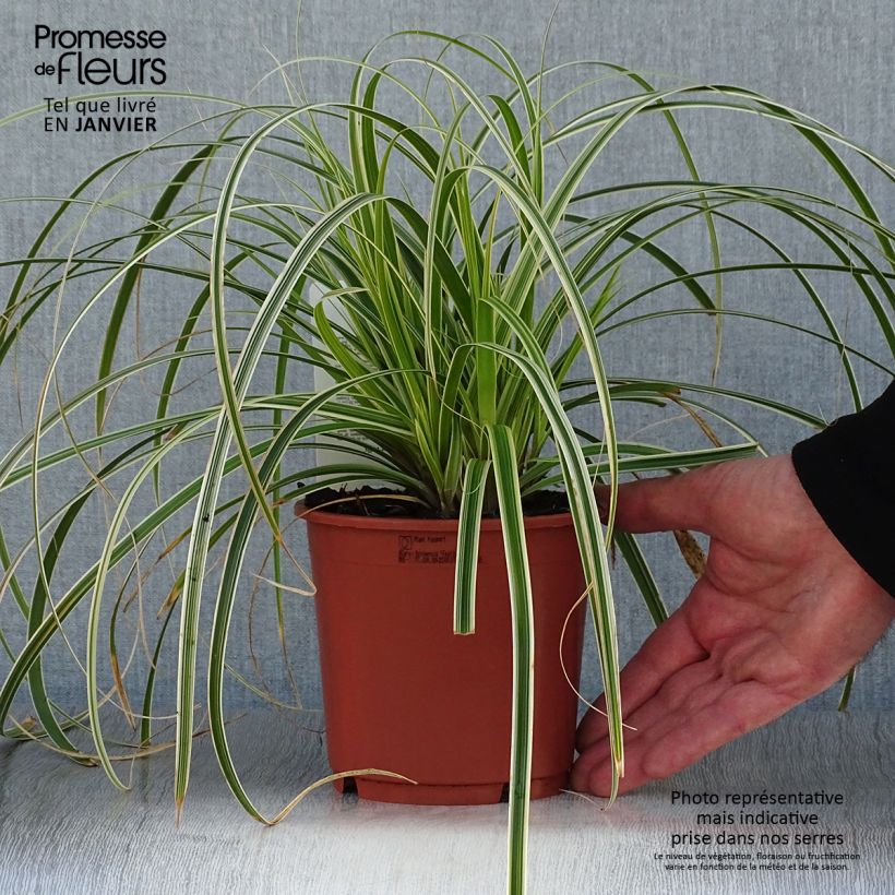 Exemplar von Carex hybride Feather Falls en pot de 1L/1.5L wie im Winter geliefert