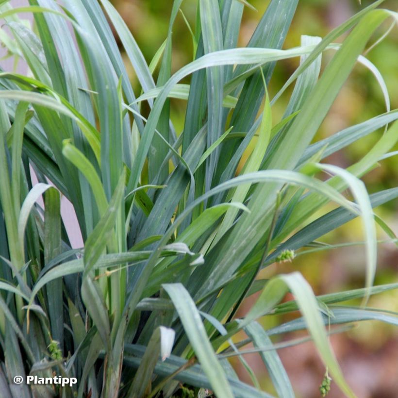 Carex laxiculmis Bunny Blue (Laub)