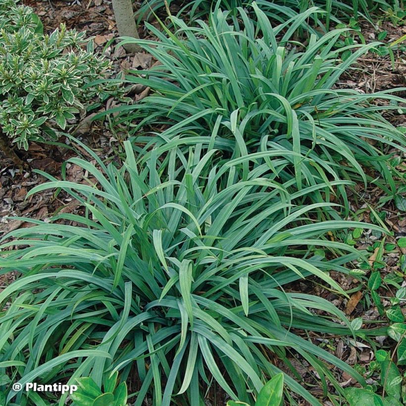 Carex laxiculmis Bunny Blue (Hafen)