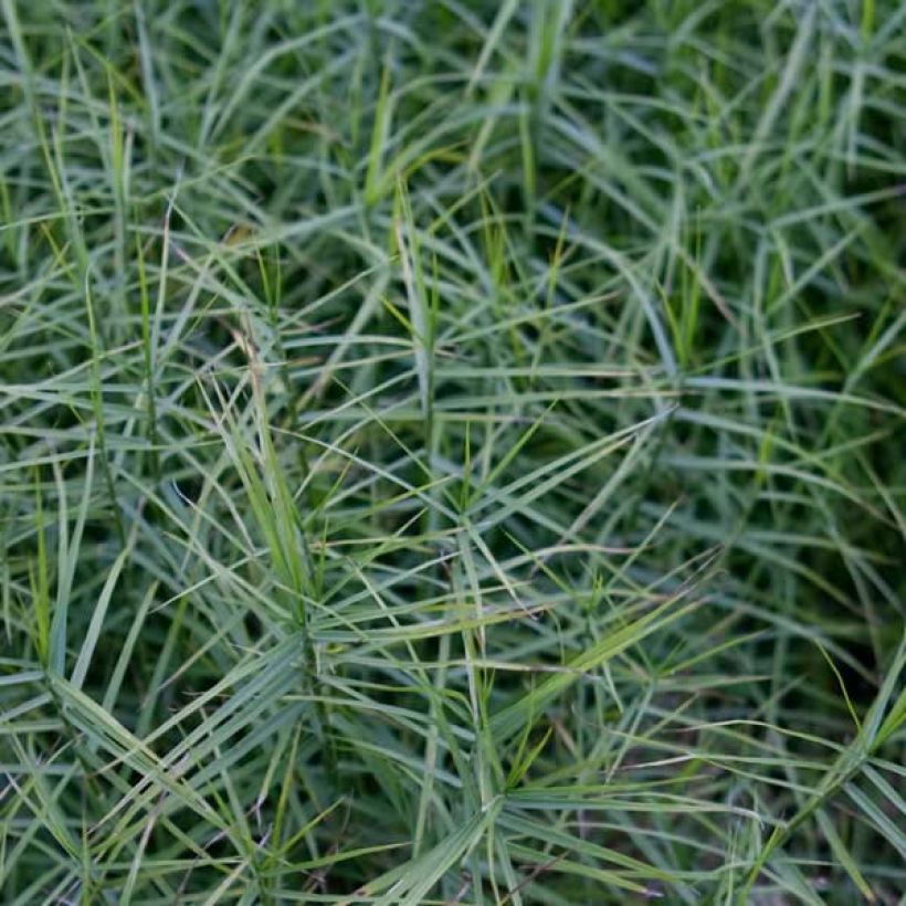 Carex muskingumensis Little Midge - Palmwedel-Segge (Laub)