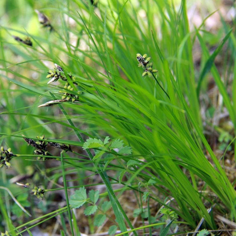 Carex montana - Berg-Segge (Laub)