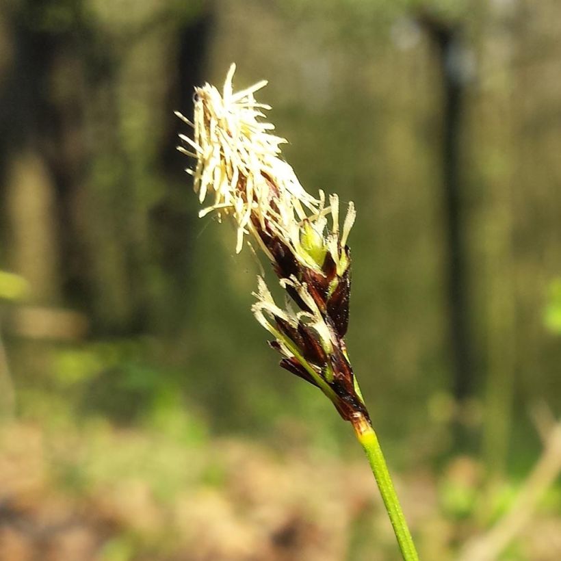 Carex montana - Berg-Segge (Blüte)