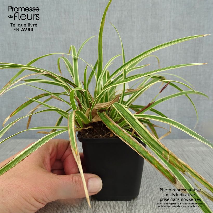 Exemplar von Carex morrowii Goldband - Japan-Segge Kleine Töpfe von 8/9 cm wie im Frühjahr geliefert