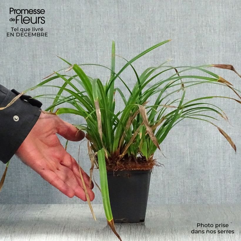 Exemplar von Carex morrowii Irish Green - Laîche du Japon en godet de 9 cm wie im Winter geliefert