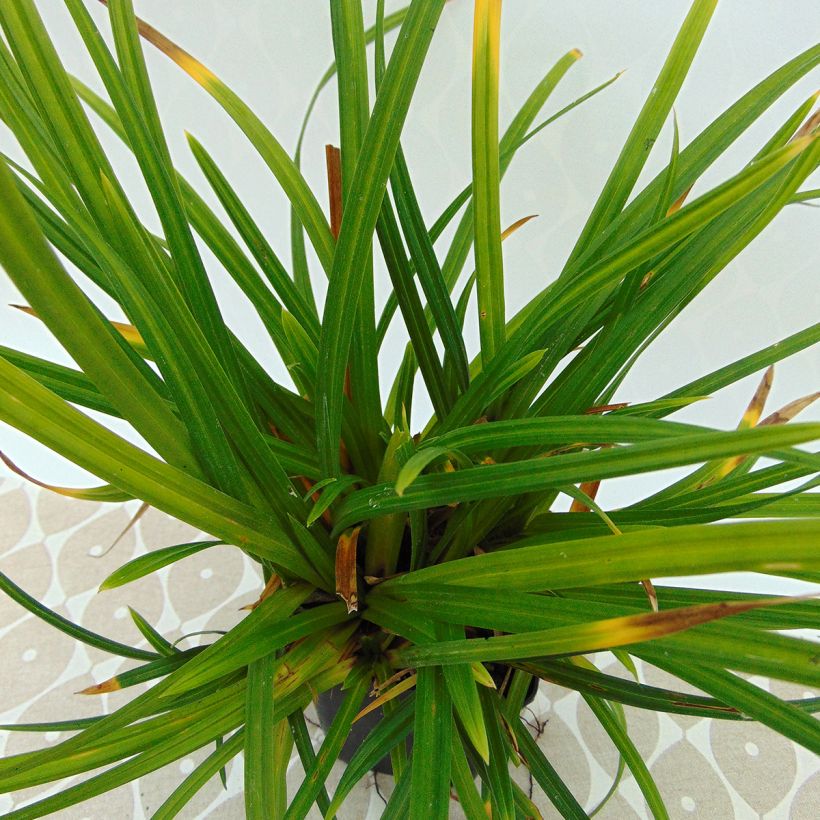 Carex morrowii subsp. foliosissima Irish Green - Japan-Segge (Laub)