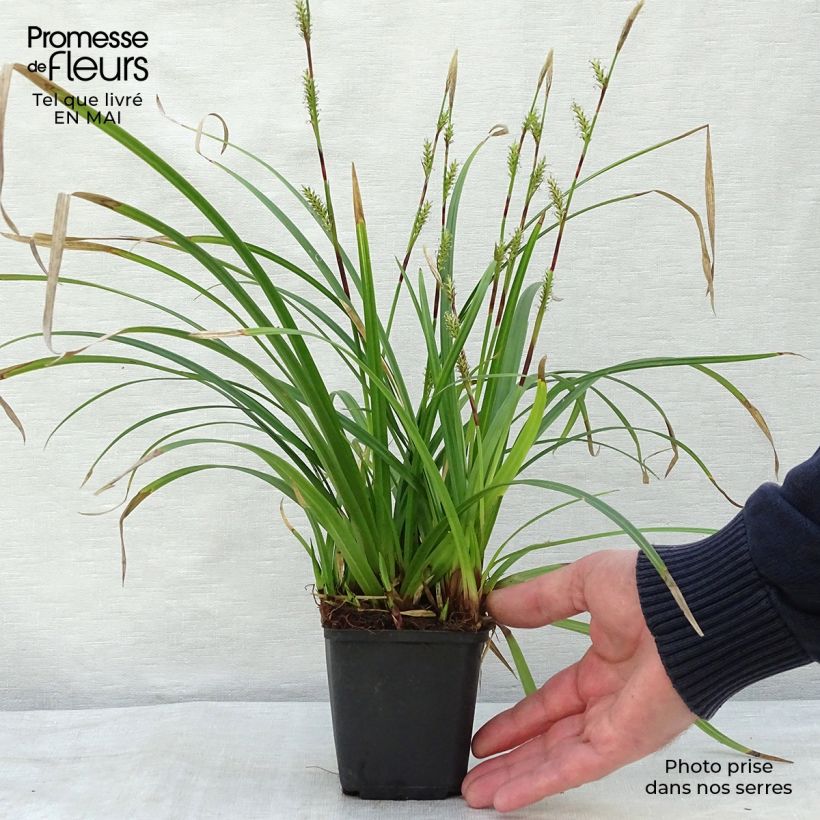 Exemplar von Carex morrowii subsp. foliosissima Irish Green - Japan-Segge Kleine Töpfe von 8/9 cm wie im Frühjahr geliefert