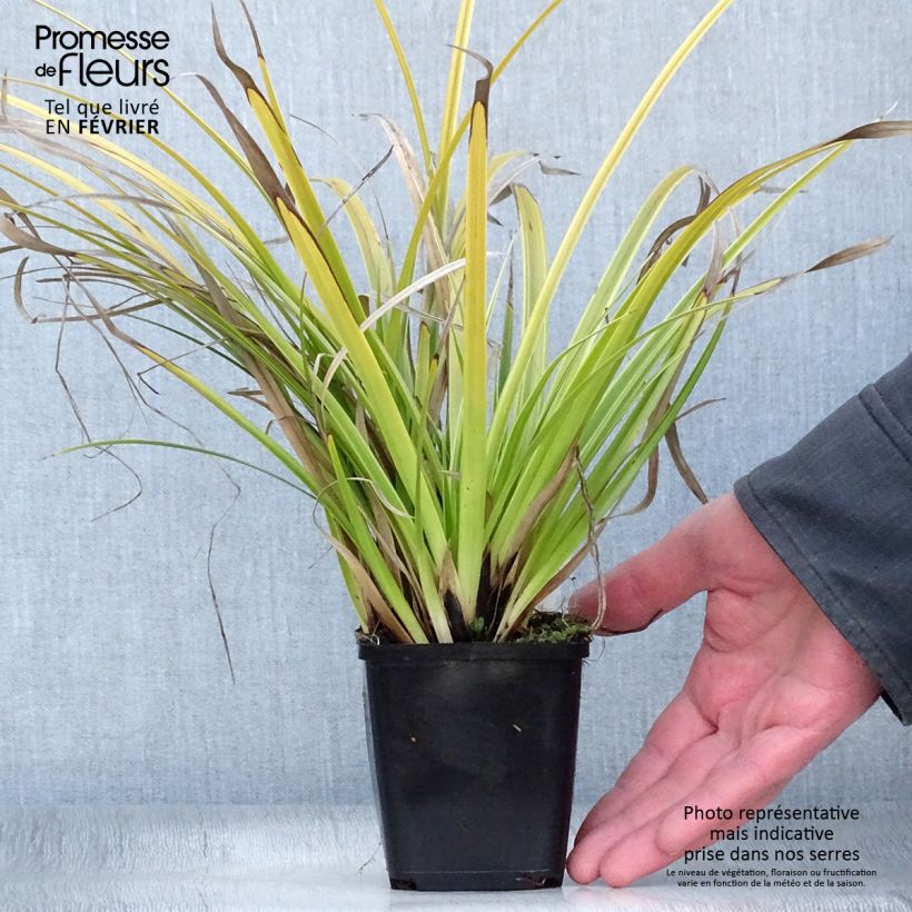 Exemplar von Carex morrowii Variegata - Laîche du Japon en godet de 9 cm wie im Winter geliefert