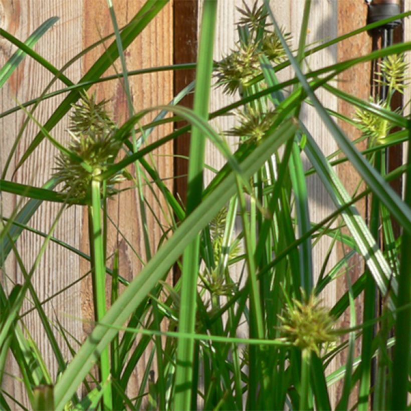 Carex muskingumensis - Palmwedel-Segge (Blüte)