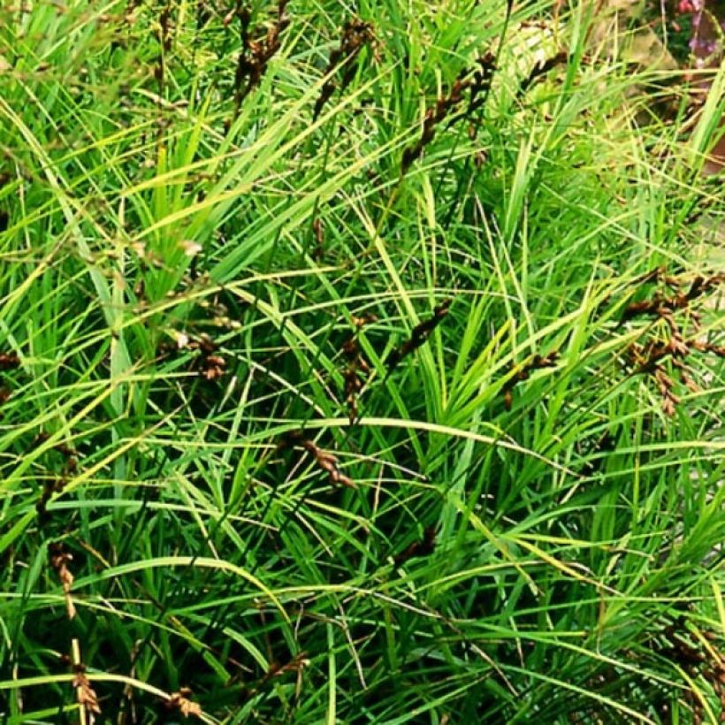 Carex muskingumensis - Palmwedel-Segge (Hafen)