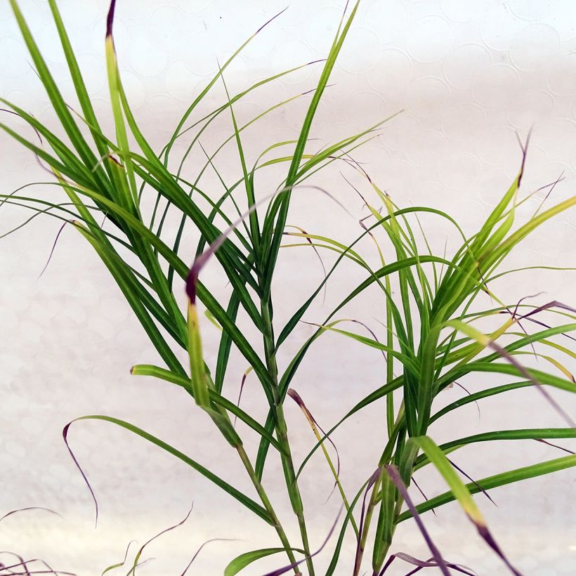 Carex muskingumensis - Palmwedel-Segge (Laub)