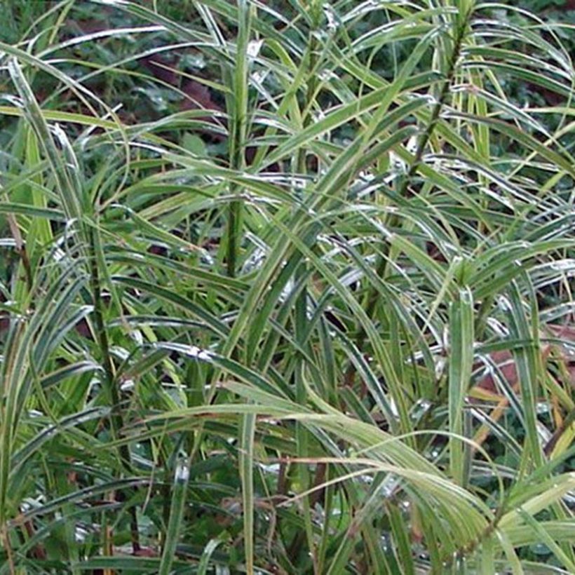 Carex muskingumensis Oehme - Palmwedel-Segge (Laub)