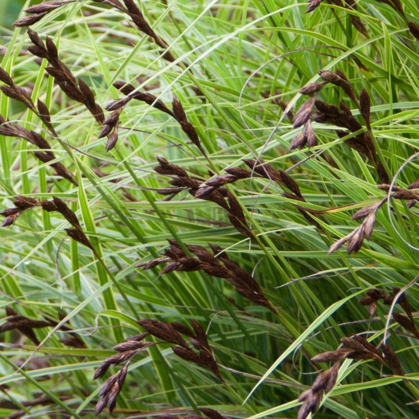 Carex muskingumensis Oehme - Palmwedel-Segge (Blüte)