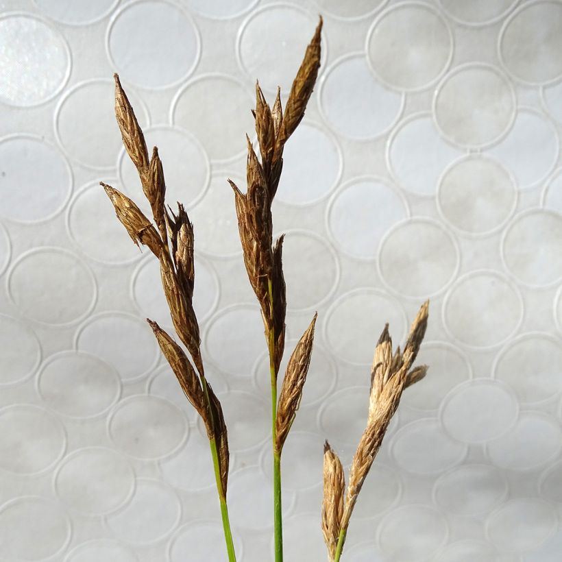 Carex muskingumensis Silberstreif - Palmwedel-Segge (Blüte)