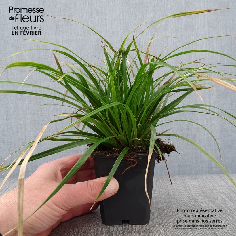 Exemplar von Carex muskingumensis variegata - Palmwedel-Segge Kleine Töpfe von 8/9 cm wie im Winter geliefert