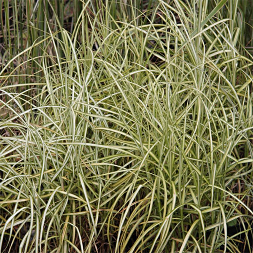 Carex muskingumensis Silberstreif - Palmwedel-Segge (Laub)