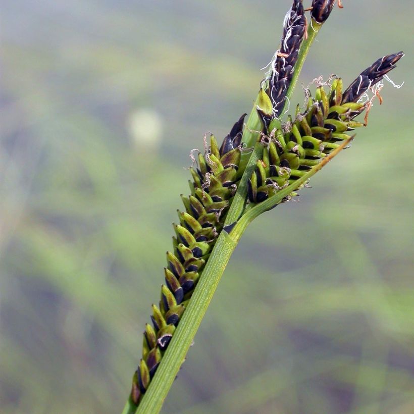 Carex nigra - Kleinblütige Segge (Blüte)