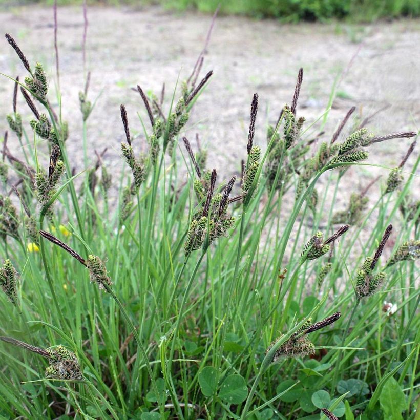 Carex nigra - Kleinblütige Segge (Hafen)