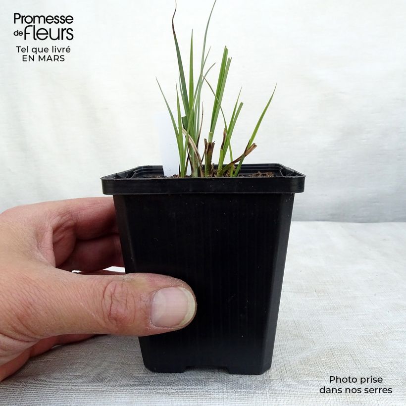 Exemplar von Carex nigra - Laîche noire Godet de 9cm wie im Winter geliefert