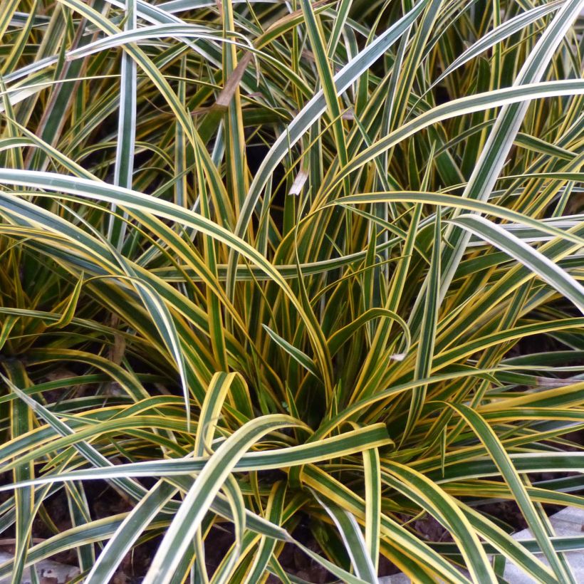 Carex oshimensis Everglow - Oshima-Segge (Laub)