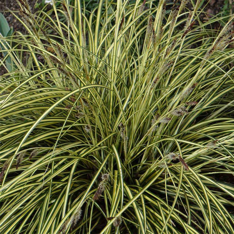 Carex oshimensis Evergold - Oshima-Segge (Blüte)