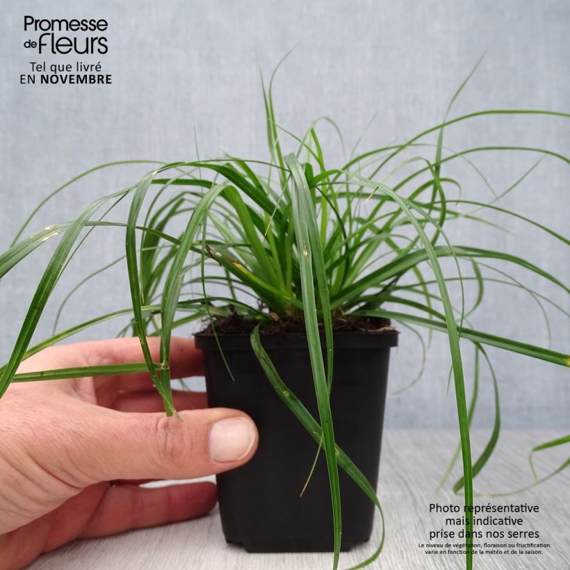 Exemplar von Carex oshimensis Evergreen - Oshima-Segge wie im Herbst geliefert