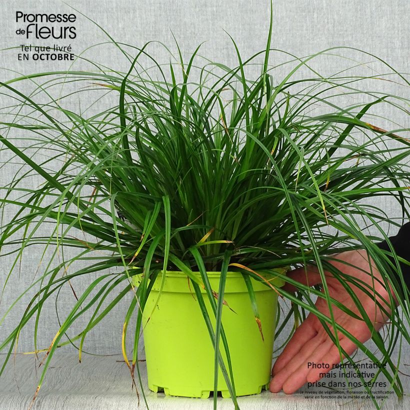 Exemplar von Carex oshimensis Evergreen - Oshima-Segge wie im Herbst geliefert