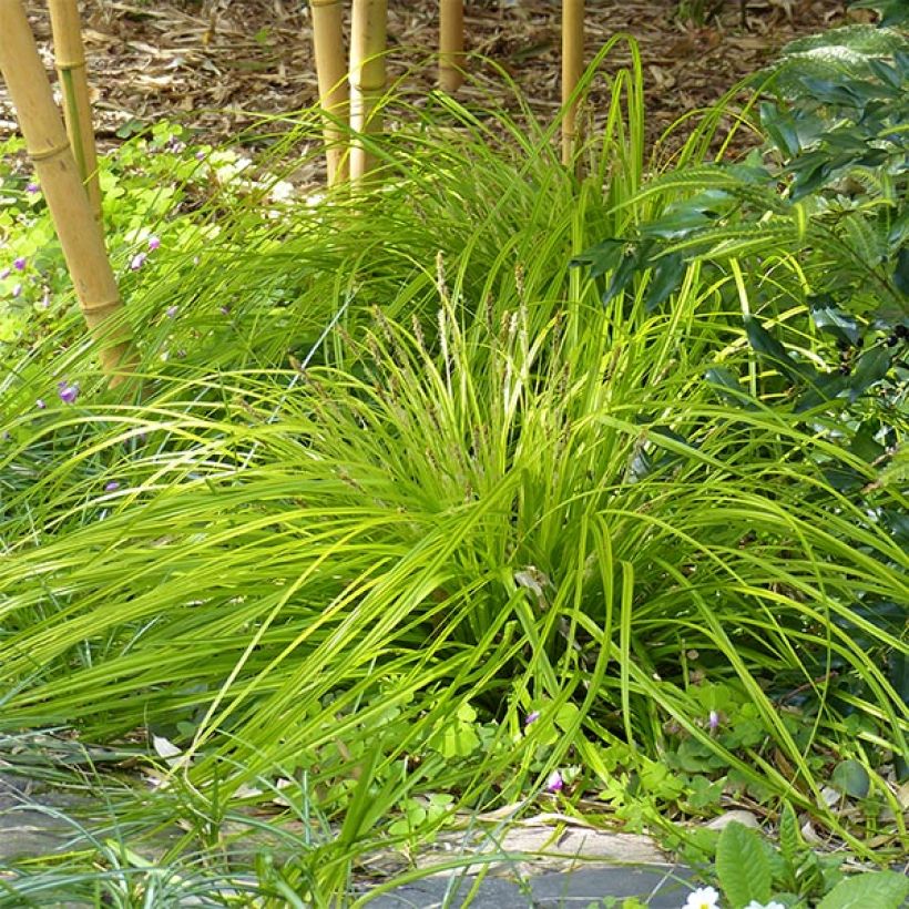 Carex oshimensis Everillo - Oshima-Segge (Hafen)