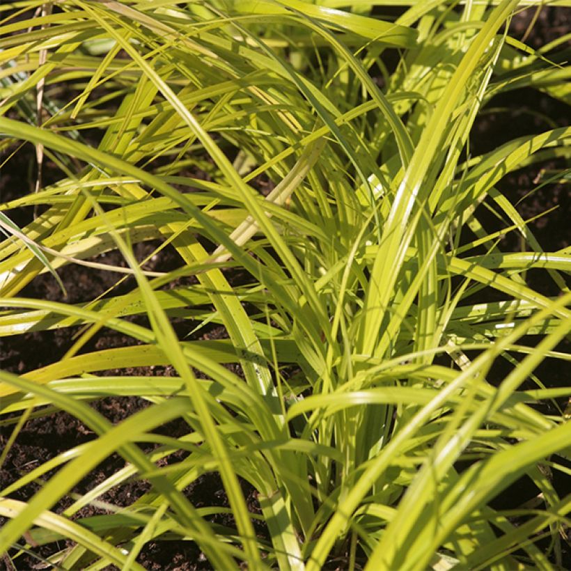 Carex oshimensis Everillo - Oshima-Segge (Laub)