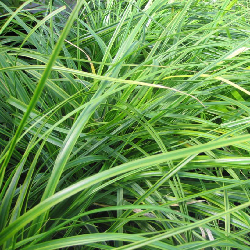 Carex oshimensis EverColor Everlime - Oshima-Segge (Laub)