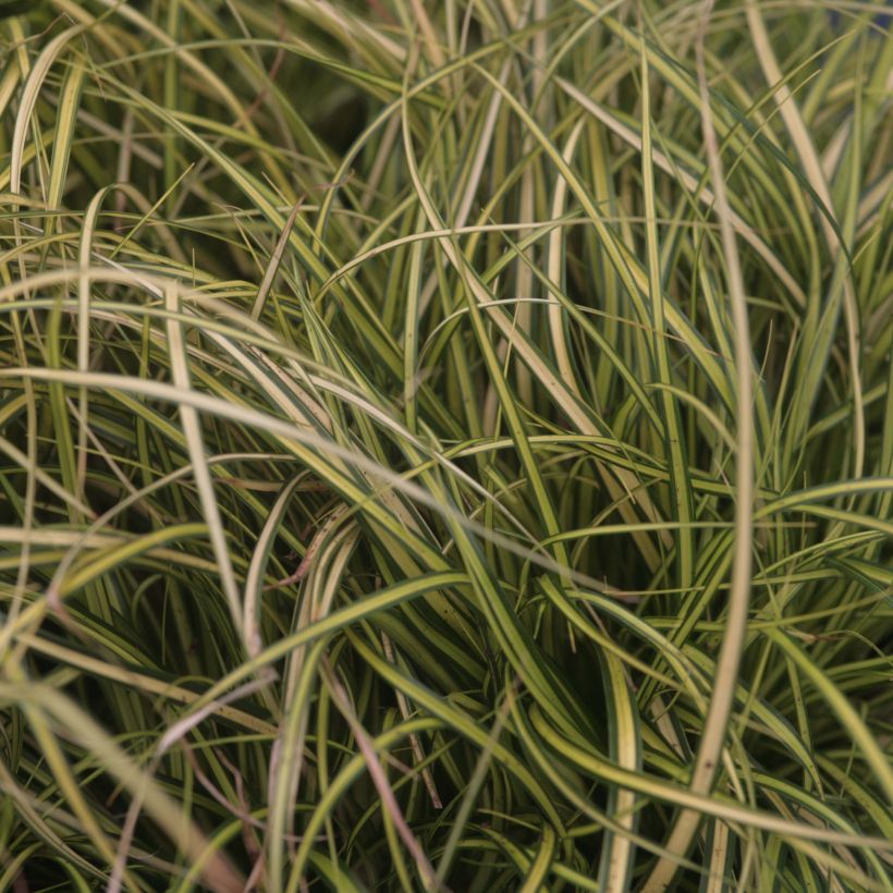 Carex oshimensis EverColor Eversheen - Oshima-Segge (Laub)