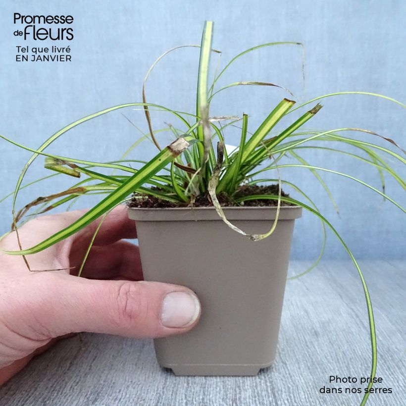 Exemplar von Carex oshimensis Eversheen - Laîche d'Oshima Godet de 9cm wie im Winter geliefert