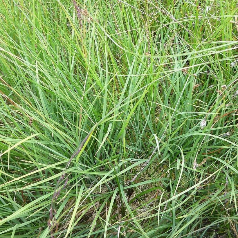 Carex panicea - Hirse-Segge (Laub)