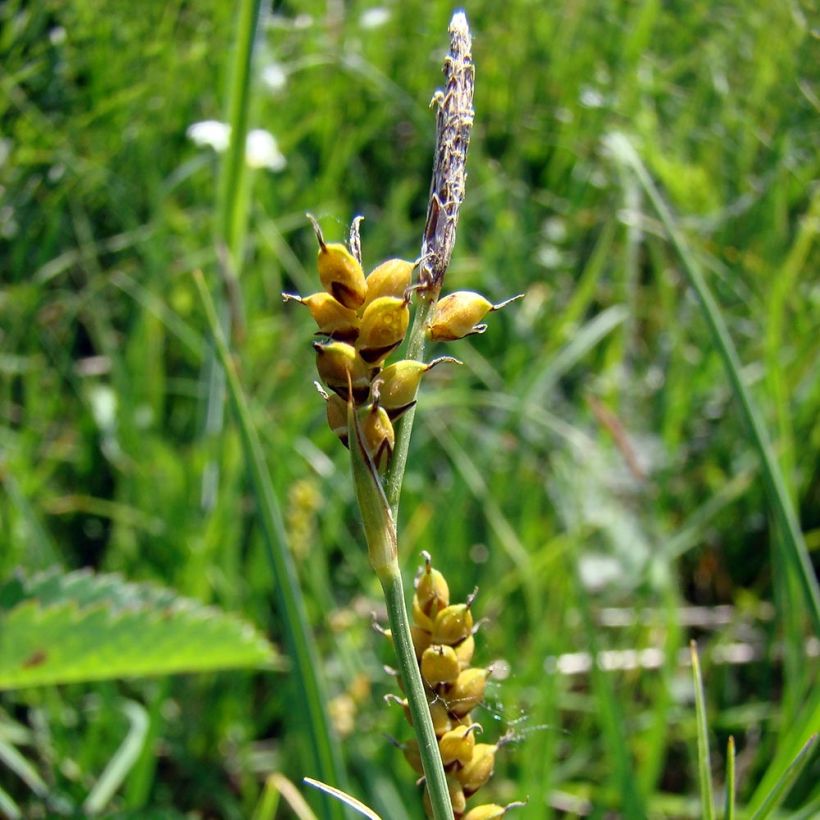 Carex panicea - Hirse-Segge (Blüte)