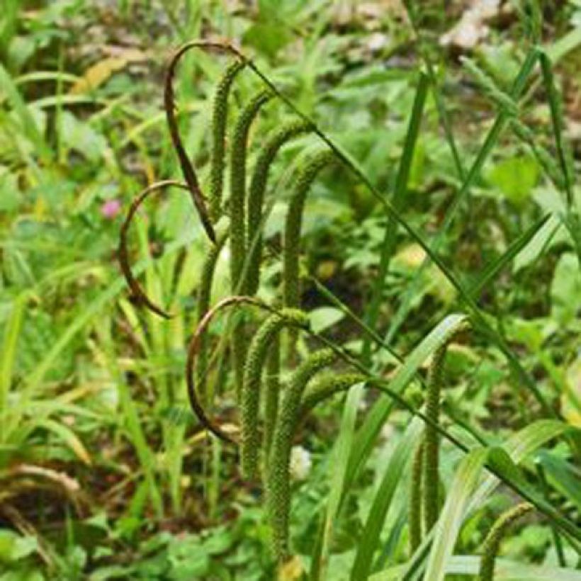 Carex pendula - Hänge-Segge (Blüte)