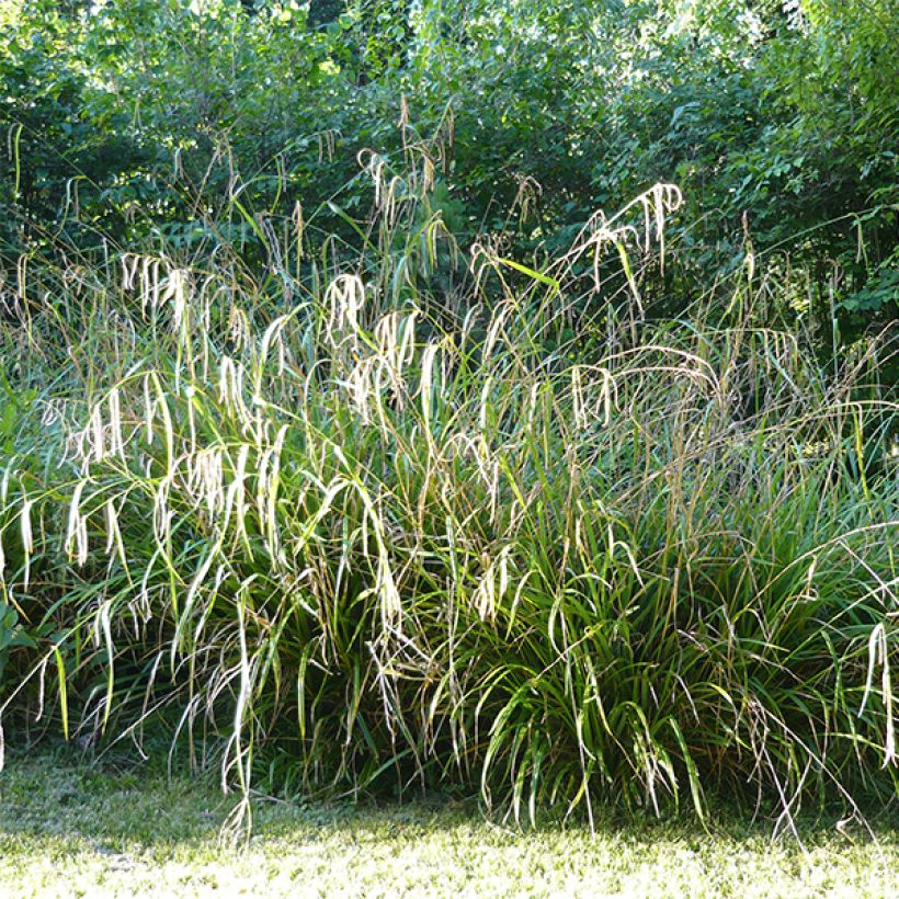 Carex pendula - Hänge-Segge (Hafen)