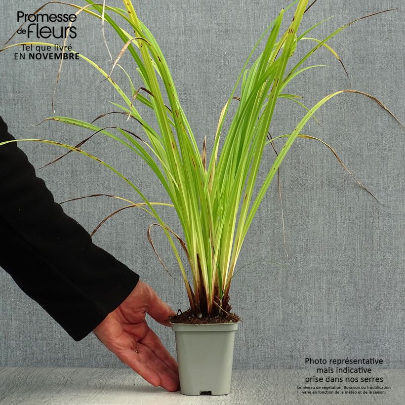 Exemplar von Carex pendula - Laîche pendante en godet de 9 cm wie im Herbst geliefert