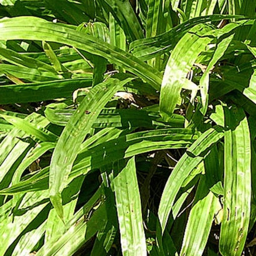 Carex plantaginea - Breitblatt-Segge (Laub)