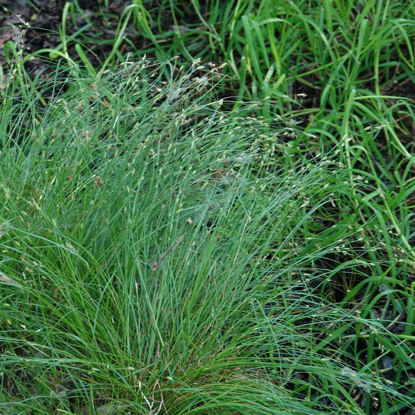 Carex remota - Entferntährige Segge (Hafen)