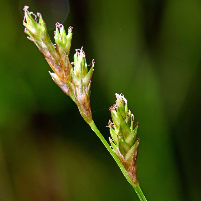 Carex remota - Entferntährige Segge (Blüte)