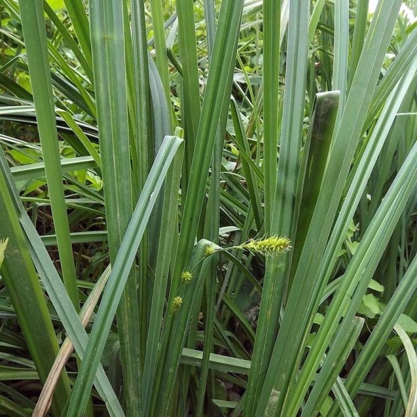 Carex riparia - Ufer-Segge (Laub)